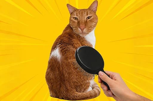 Brush Cat Challenge